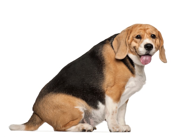 Fat Beagle, vor weißem Hintergrund sitzend