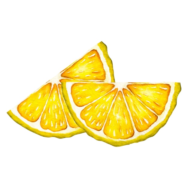 Fatia de limão em aquarela Ilustração botânica desenhada à mão de meias frutas cítricas amarelas isoladas em fundo branco Objetos de clipart para cartões de embalagem de design e decoração