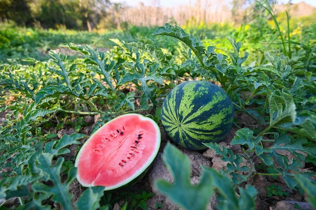 Fatia de melancia no campo de melancia frutas frescas de melancia no solo agricultura jardim fazenda de melancia com planta de árvore de folha colhendo melancias no campo