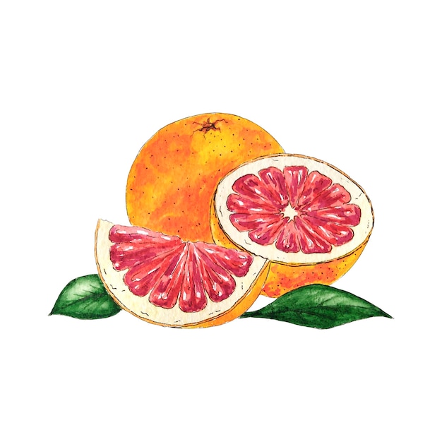 Fatia de toranja em aquarela isolada com folhas. laranja aquarela vermelha