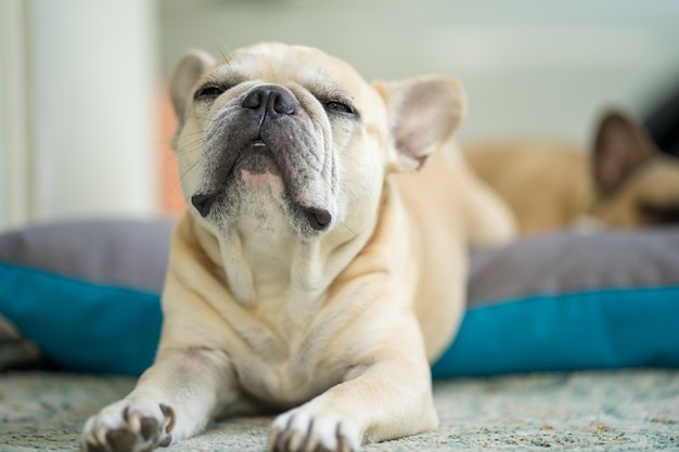 Faule französische Bulldogge liegt auf dem Hundebett im Freien