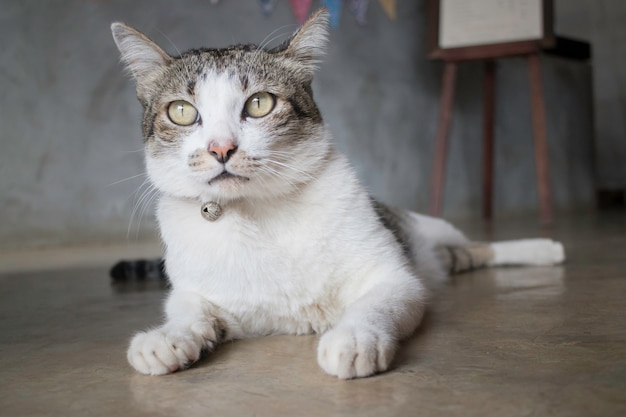 Faule Katze auf dem Boden gekühlt