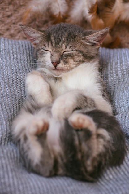 Faule Katze schläft in einem weichen, gemütlichen Bett Schlafende lustige Katze Faule Katze, die sich auf einer pelzigen Decke entspannt