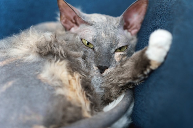 Faule niedliche Sphynxkatze, die auf dem Sofa schläft