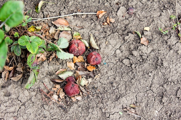Faule Äpfel auf dem Boden Verdorbene Apfelernte Früchte, die mit Apfelmonilia fructigena infiziert sind