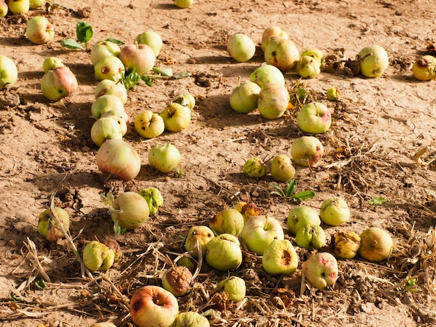 Faule Äpfel auf dem Boden.