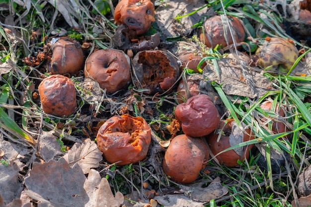 Faule Äpfel im Garten