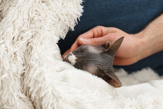 Faule süße Katze liegt zu Hause unter der Decke