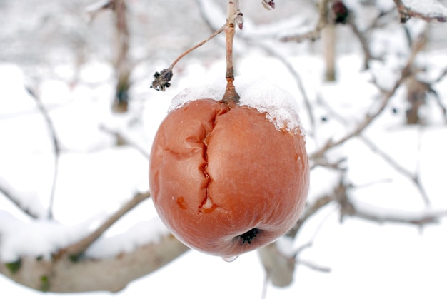 Fauler Apfel auf dem mit Schnee bedeckten Baum