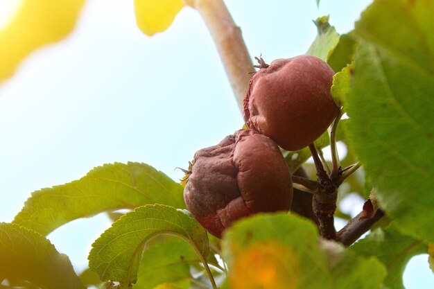 Fauler Apfel auf einem Ast Verdorbene Apfelernte Früchte, die mit Apfelmonilia fructigena infiziert sind