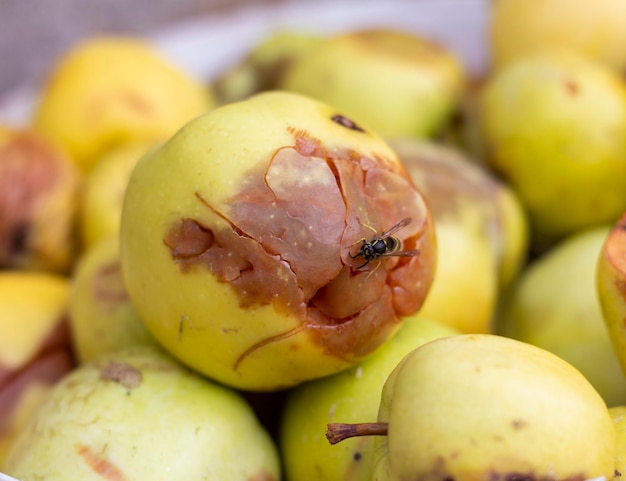 Fauler Apfel. Ein Haufen fauler zerbrochener Äpfel, Aas