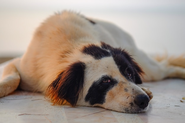 Fauler Hund liegend auf dem Boden.