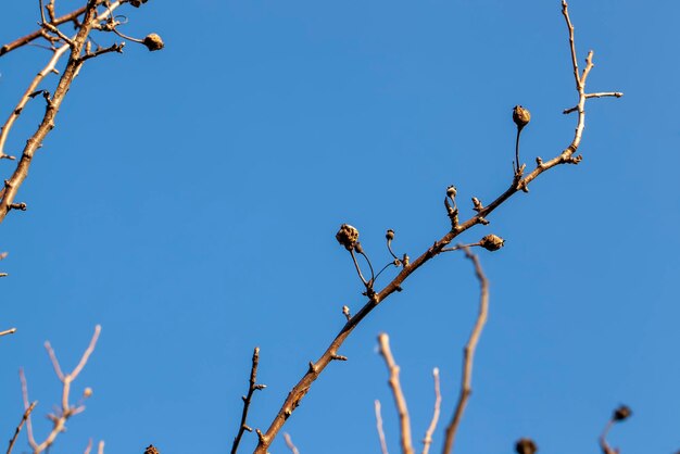 Fauler verdorbener Apfel oder Birne