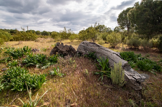 Faules Holz auf Feld