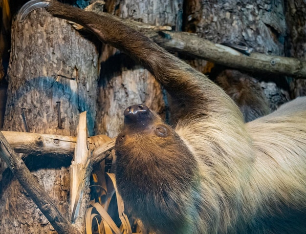 Faultier hängt kopfüber an einem Ast