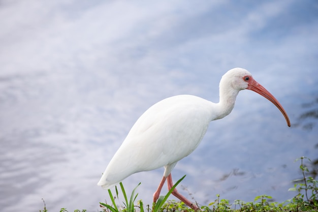 Fauna de aves ibis en la naturaleza Fauna de aves ibis en la naturaleza Foto de Fauna de aves ibis Fauna de aves ibis al aire libre