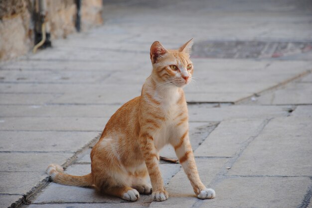 Fauna da cidade. Gato passeando vermelho sentado na calçada. Animais fofos