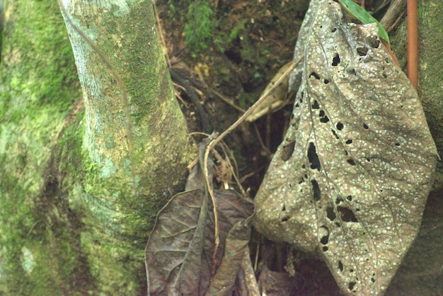 fauna e flora da Colômbia