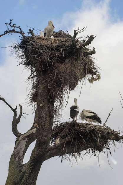 Fauna, enormes nidos de cigüeñas hechos con ramas de árboles y hojas de setos y otros arbustos