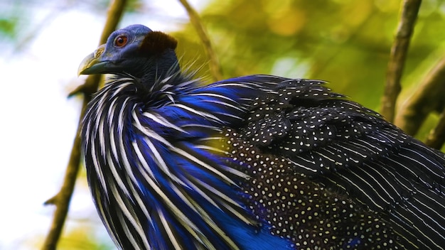 Fauna in freier Wildbahn