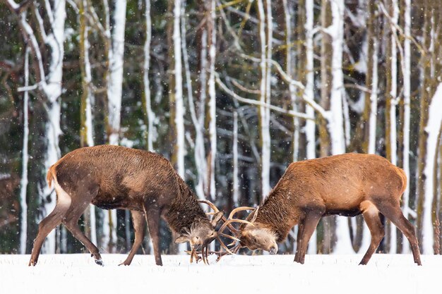 Fauna de invierno. Dos jóvenes ciervos nobles Cervus elaphus jugando y luchando con sus cuernos en la nieve cerca del bosque de invierno.