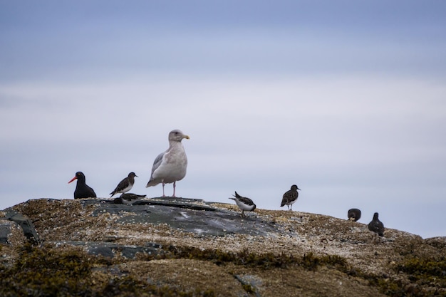 Fauna en Port Hardy