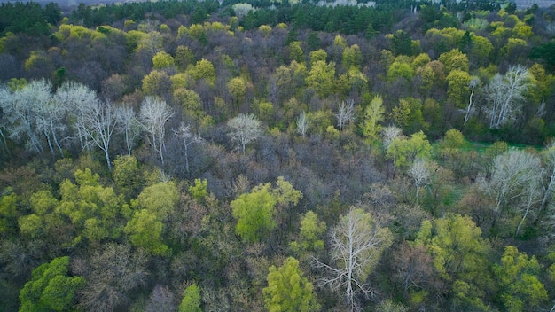 Fauna en primavera disparando desde un dron