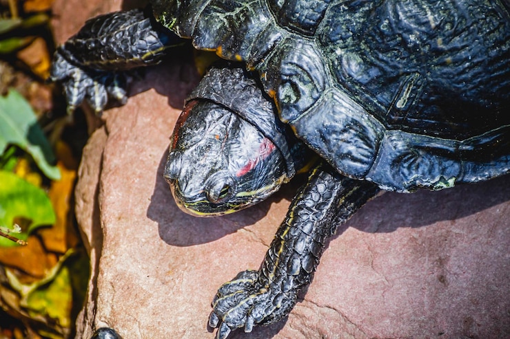Foto fauna, tortuga descansando al sol