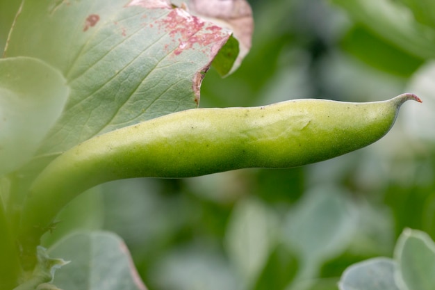 Fava-Bohnen-Pflanze.