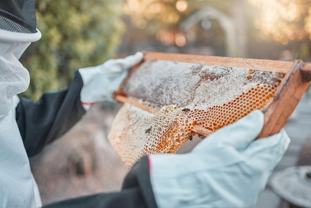 Favo de mel de mãos e fazenda com uma apicultor trabalhando ao ar livre na produção de mel Sustentabilidade da agricultura e indústria com uma agricultora trabalhando para extrair produtos durante a colheita