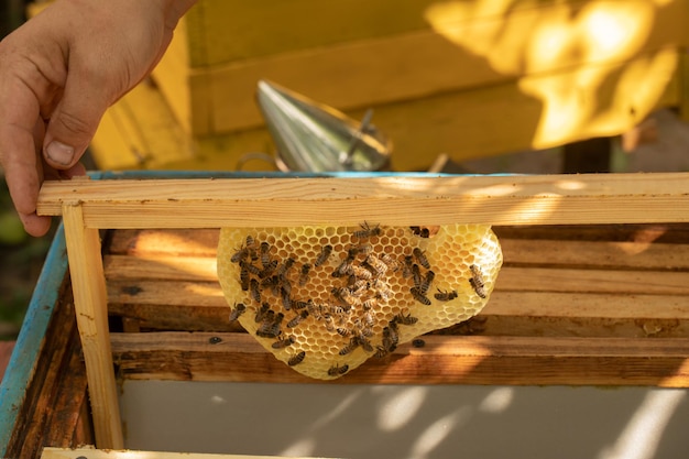 Favos de mel feitos de cera e abelhas em um quadro O apicultor tira um quadro da colmeia para inspecionar as abelhas