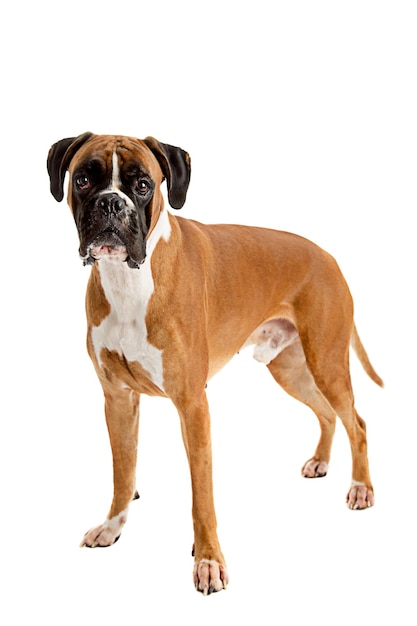 Fawnfarbener Boxer.
