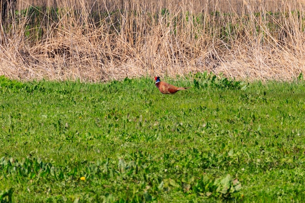 Fazã na grama verde em um prado