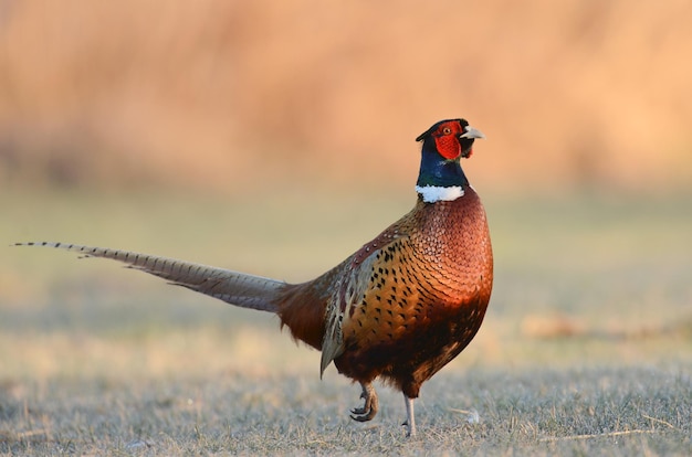 Foto fazão phasianus colchicus