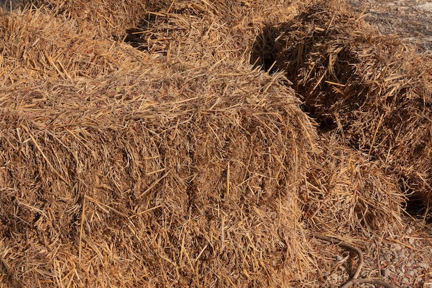 Fazenda agrícola e símbolo agrícola do tempo de colheita com pilha de feno de capim seco de palha de feno de capim seco