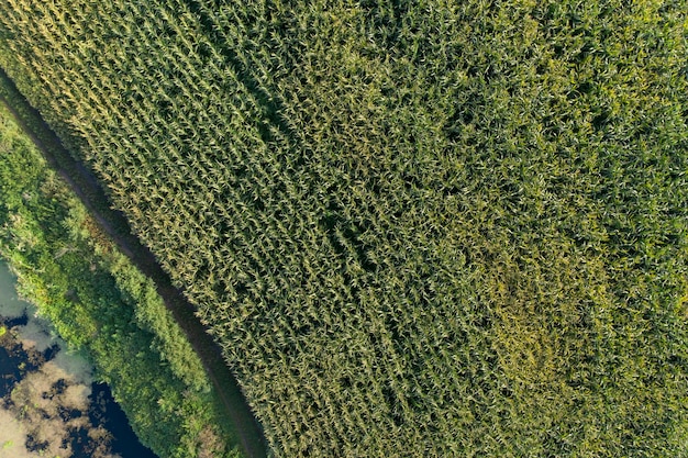 fazenda campo agricultura visão de cima tiroteio drone