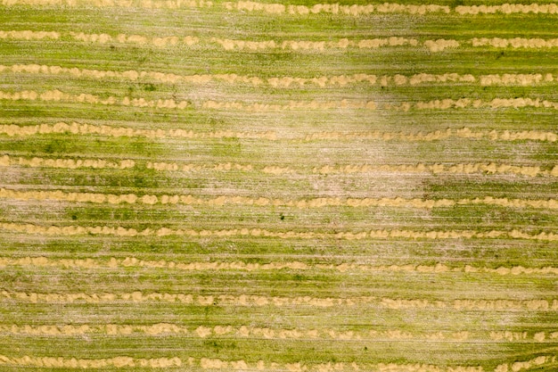 fazenda campo agricultura vista de cima