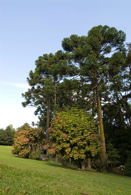 Fazenda Campos do Jordão São Paulo Cidade Serrana