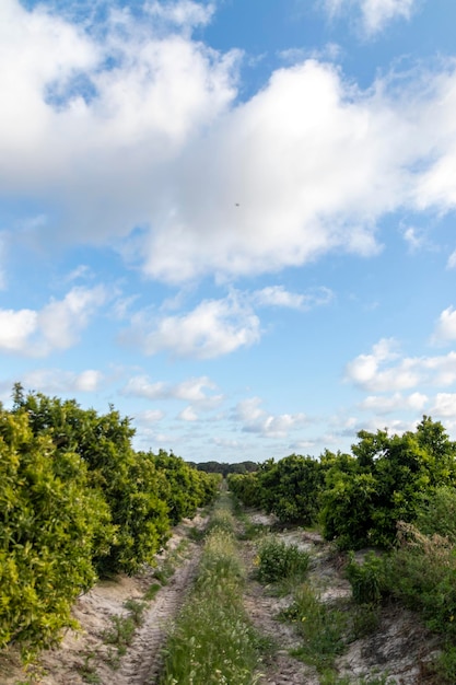 Fazenda com plantação de cítricos tangerina e laranja Localizada na província de Huelva, Espanha