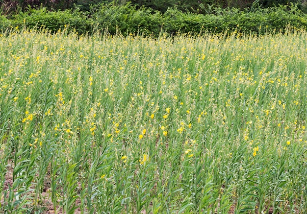 Fazenda Crotalaria