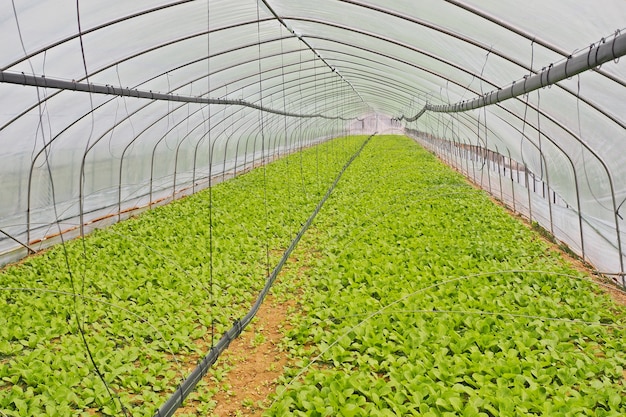 Fazenda cultivada legumes
