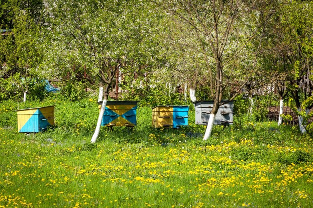 Fazenda de abelhas, apiário, apicultura, colmeia, prado, produção, natureza, verão