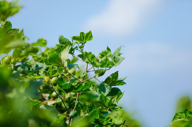 fazenda de algodão verde