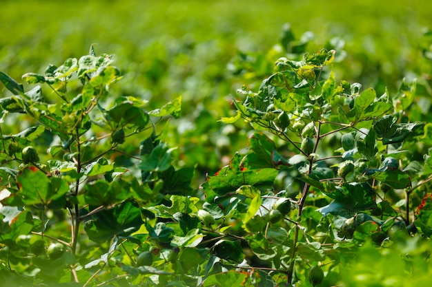 fazenda de algodão verde