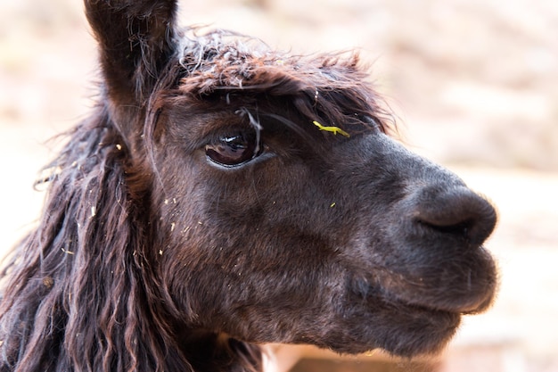 Fazenda de alpaca peruana de llamaalpacaVicuna no PeruAmérica do Sul Animal andinoAlpaca é camelídeo sul-americano