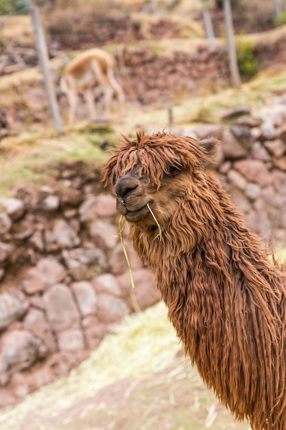 Fazenda de alpaca peruana de llamaalpacaVicuna no PeruAmérica do Sul Animal andinoAlpaca é camelídeo sul-americano