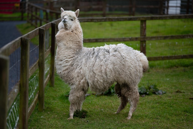 Fazenda de animais Alpaca branca olhando para a câmera