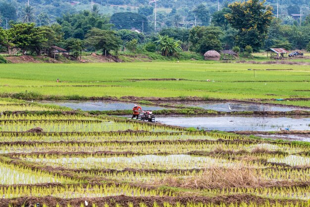 Fazenda de arroz de campo.