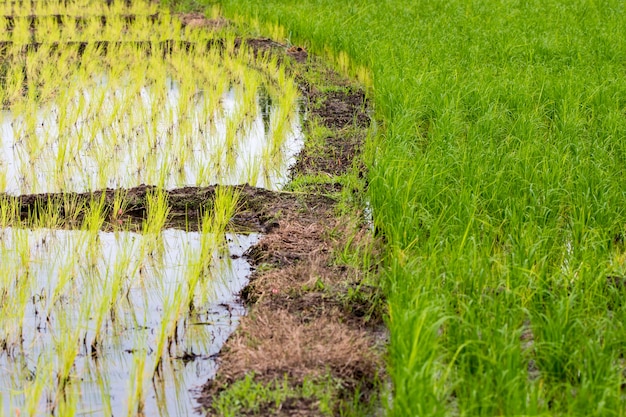 Fazenda de arroz de campo.