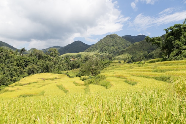 Fazenda de arroz na montanha